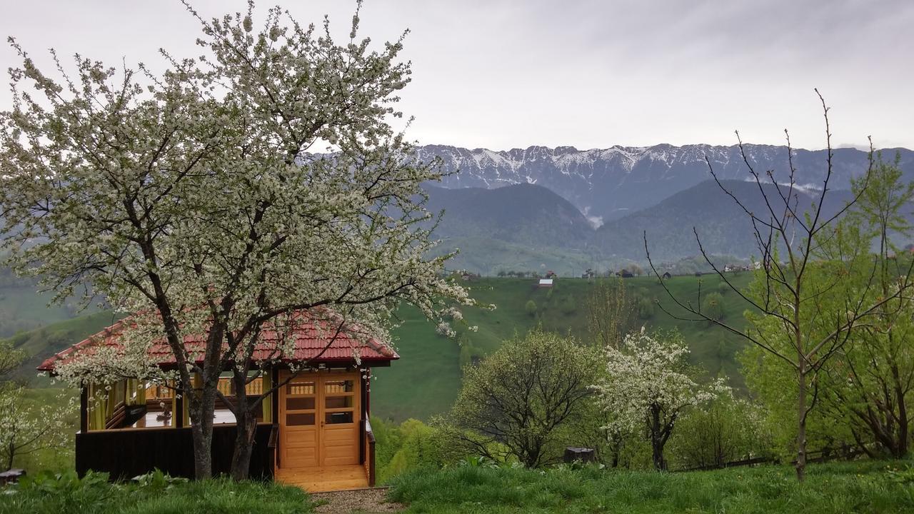 Alpine Escape Studios Măgura Kamer foto