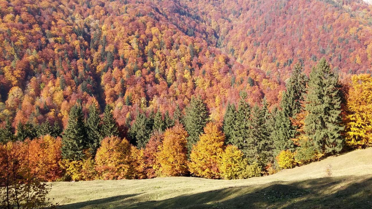 Alpine Escape Studios Măgura Buitenkant foto